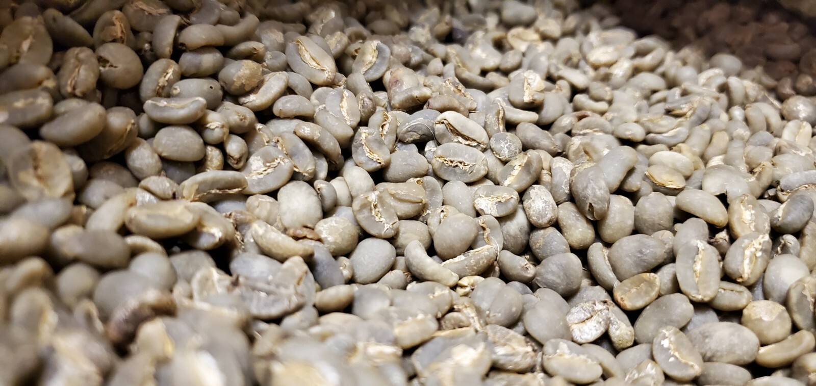 5 LB INDONESIA SUMATRA MANDHELING UNROASTED GREEN COFFEE BEANS – ARABICA