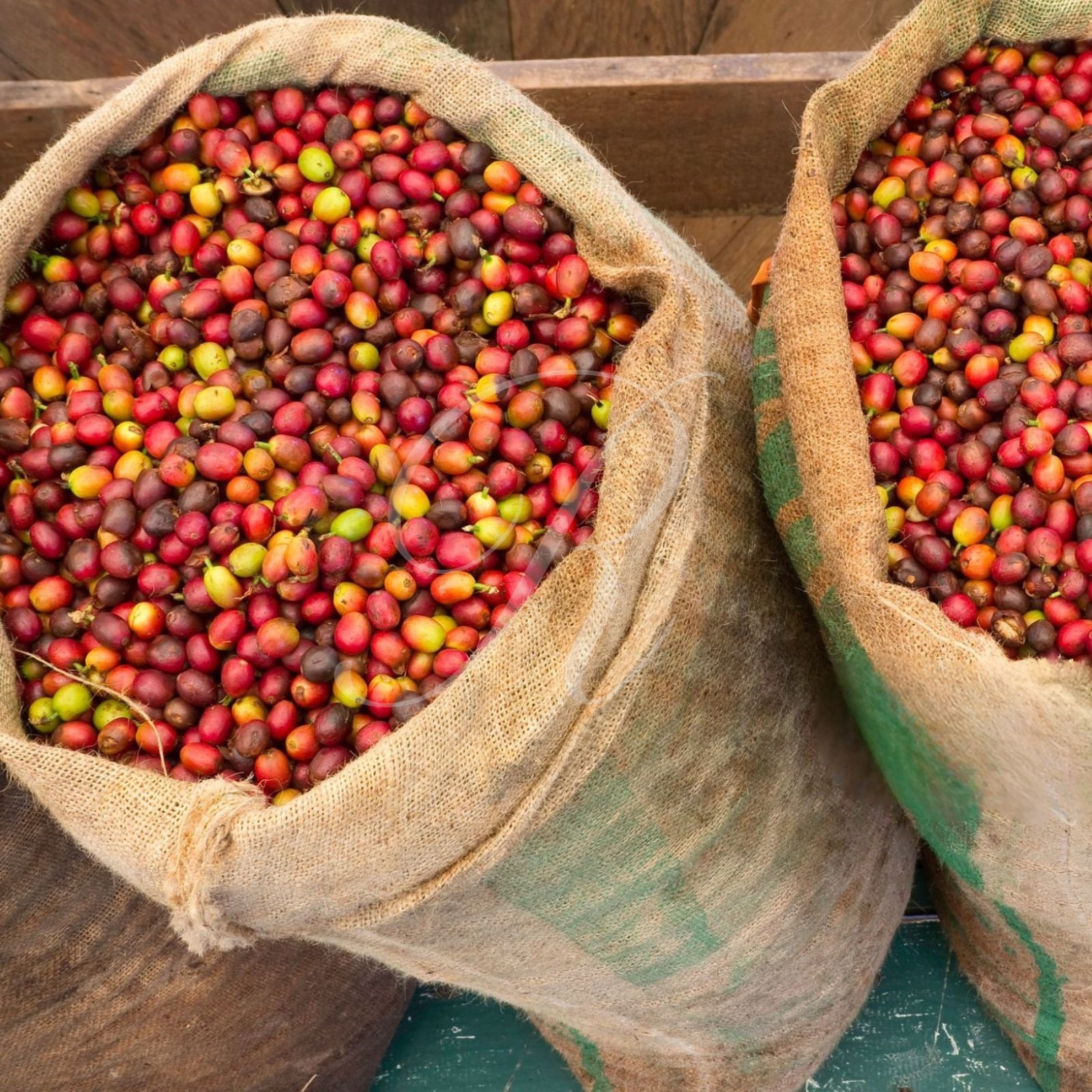 10 lbs of AUTHENTIC Kona Extra Fancy Coffee – Free Shipping!