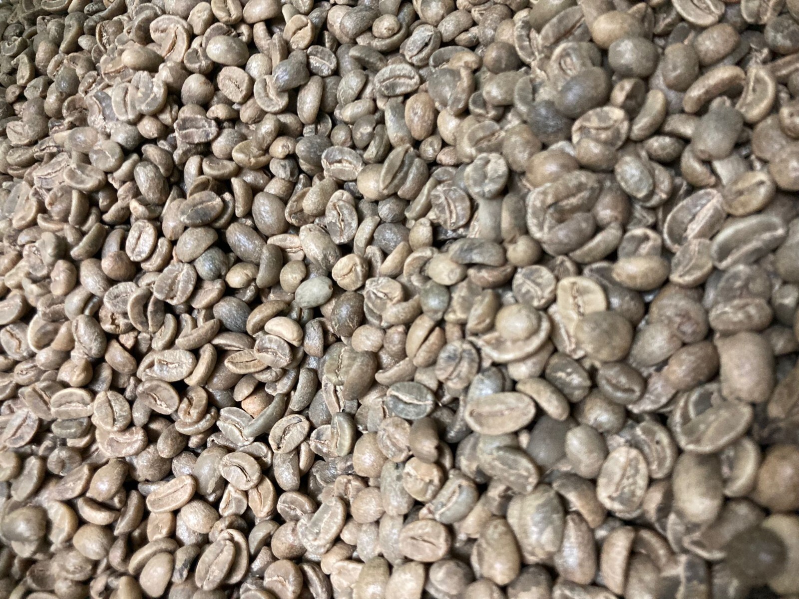 5 LB HAITI HATTIAN GREEN UNROASTED COFFEE BEANS FIVE POUND – ARABICA