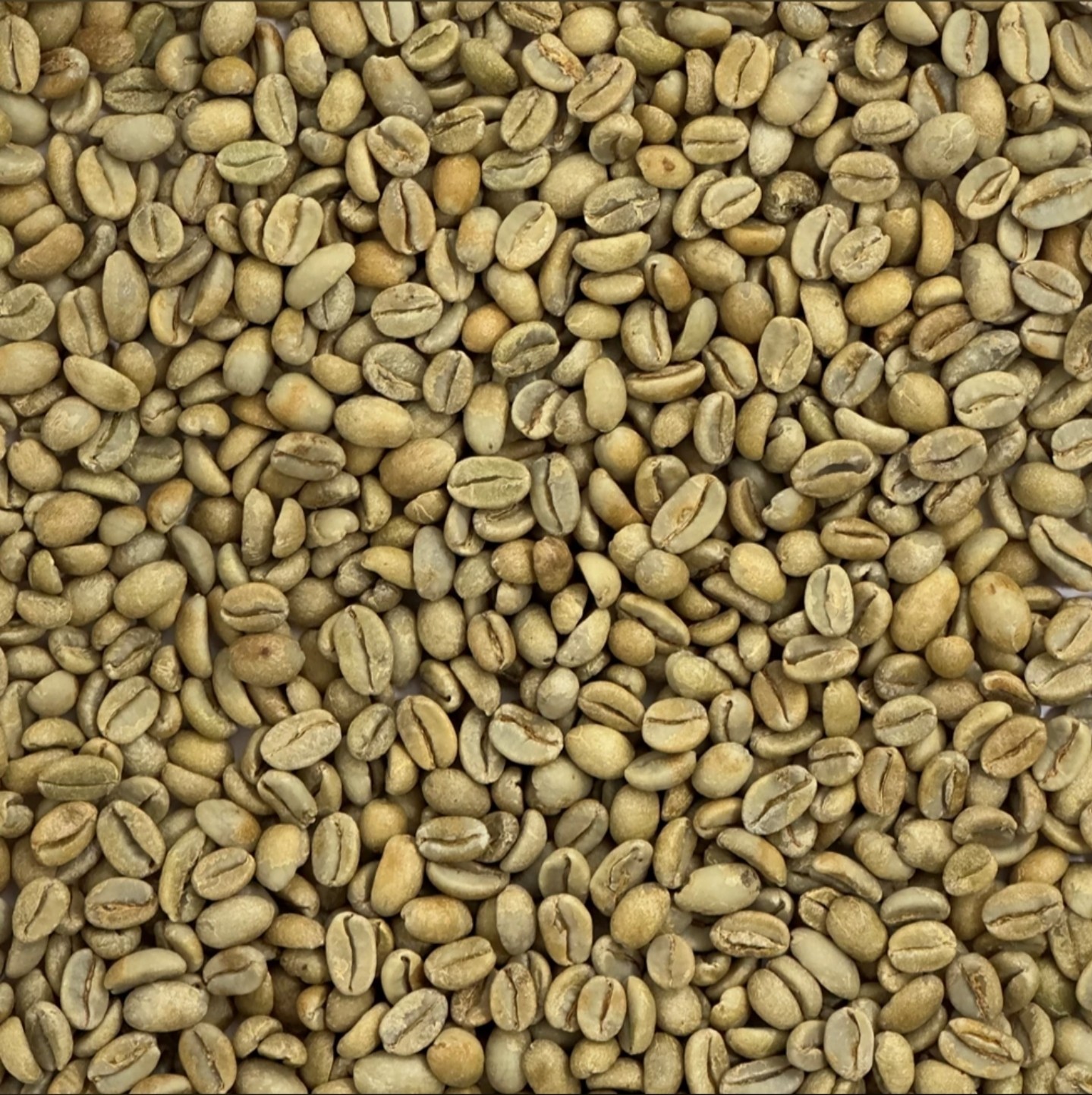 3lbs Ethiopia Green Unroasted Coffee Beans – Yirgacheffe “G2”