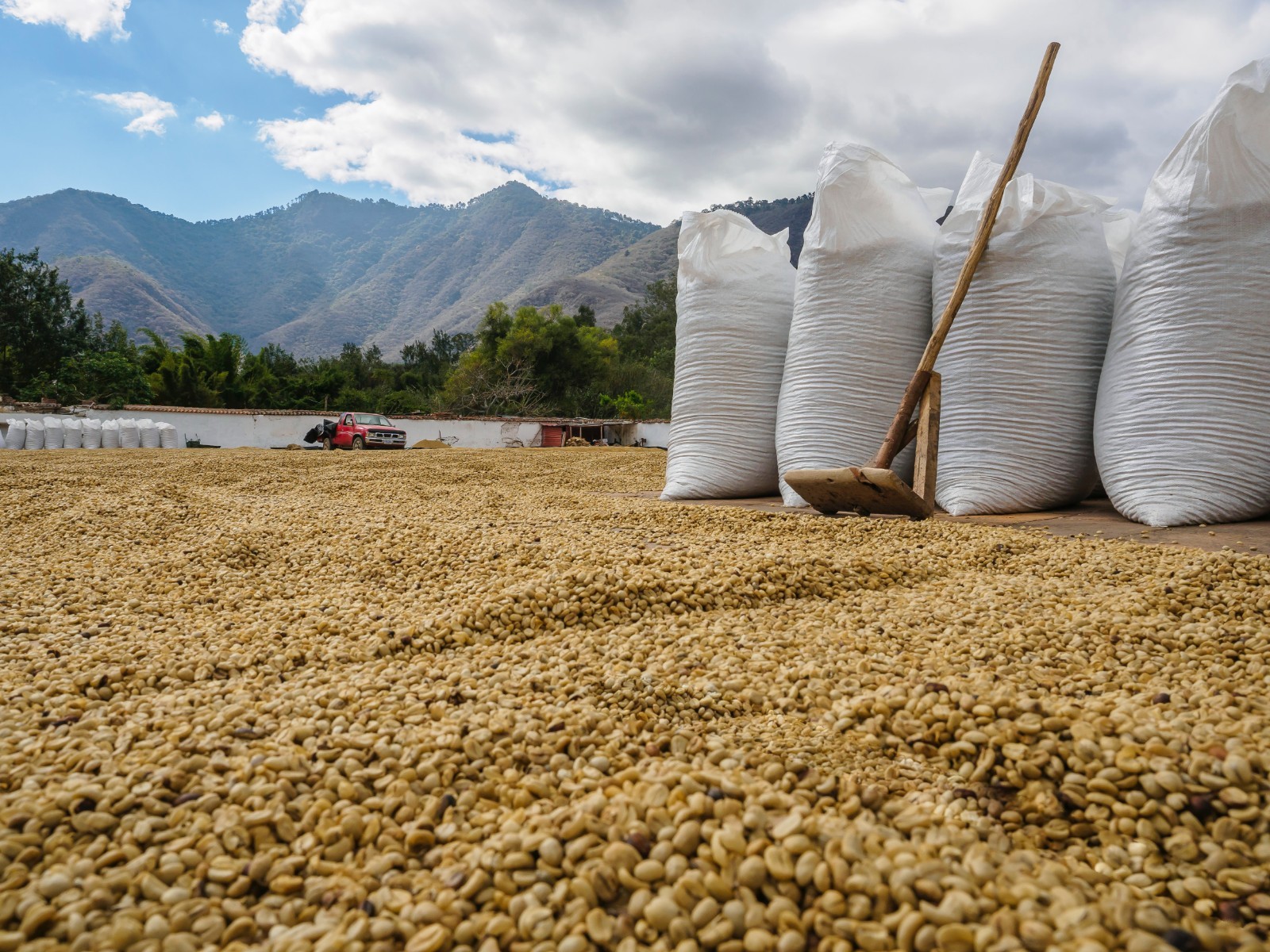Guatemala Huehuetenango unroasted green coffee beans, Organic, coop-grown, 4lbs