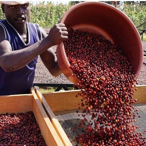 Uganda Mild Full Body Gourmet Coffee Graded Arabica Roasted Beans African Origin
