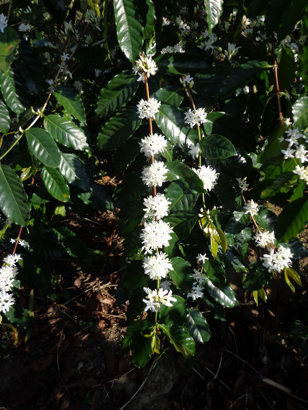 Lavanta Coffee Malawi Mzuzu Arabica Green or Roasted Coffee