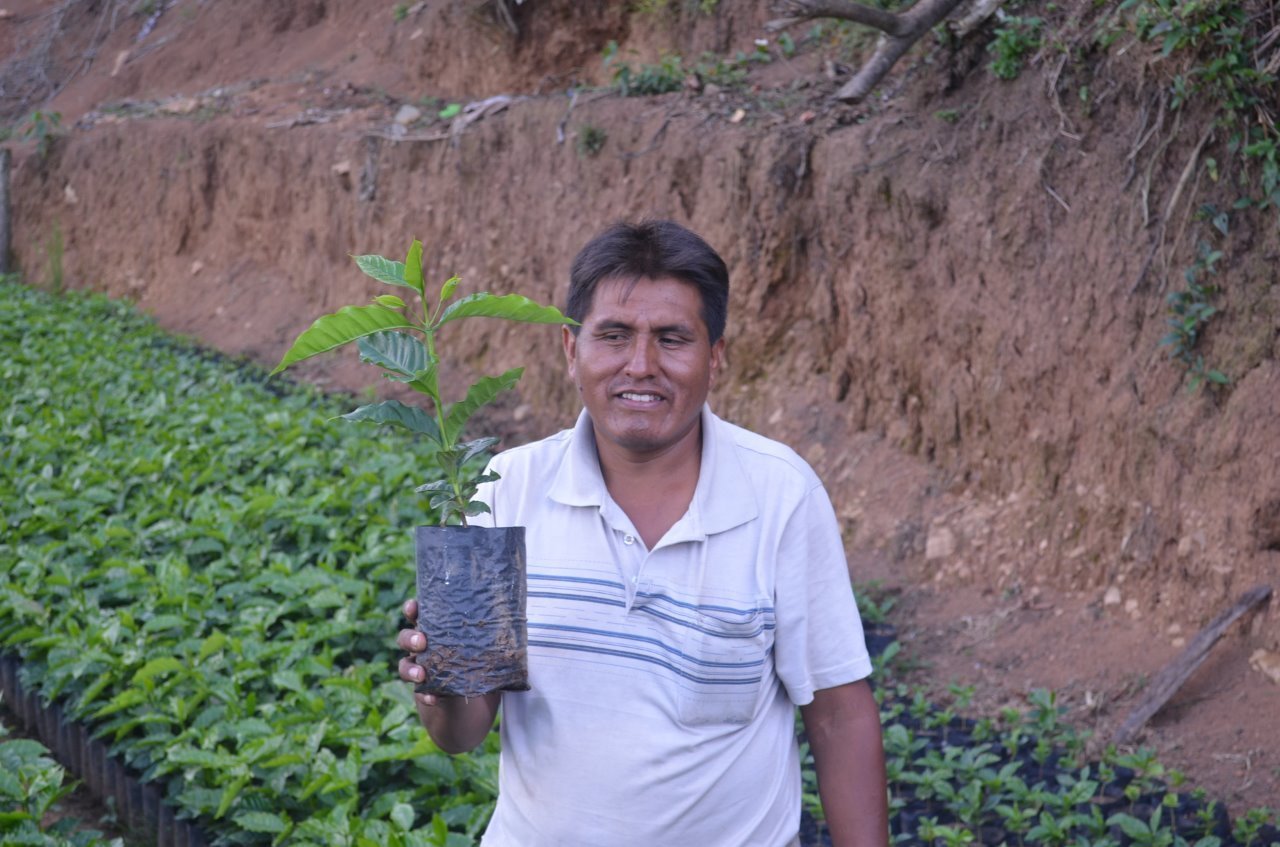 10 lbs BOLIVIA FAIR TRADE ORGANIC (FTO) AAA GREEN COFFEE BEANS FREE SHIPPING