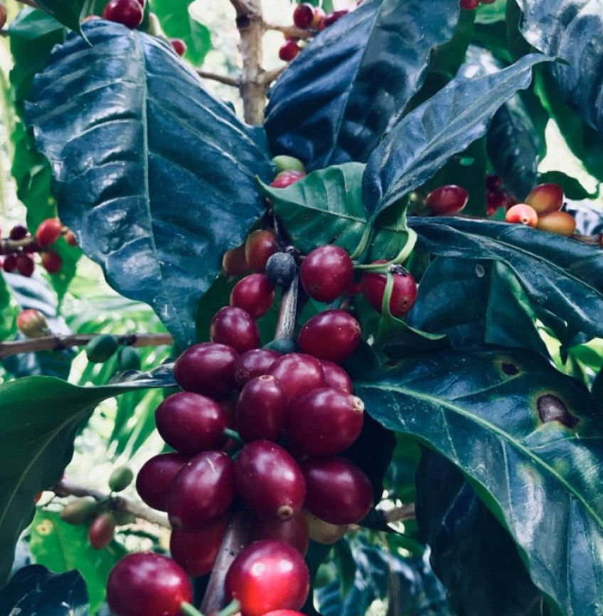 Brazil Santos Cafezinho – Single Origin Coffee – Catuai varietal – Medium Roast