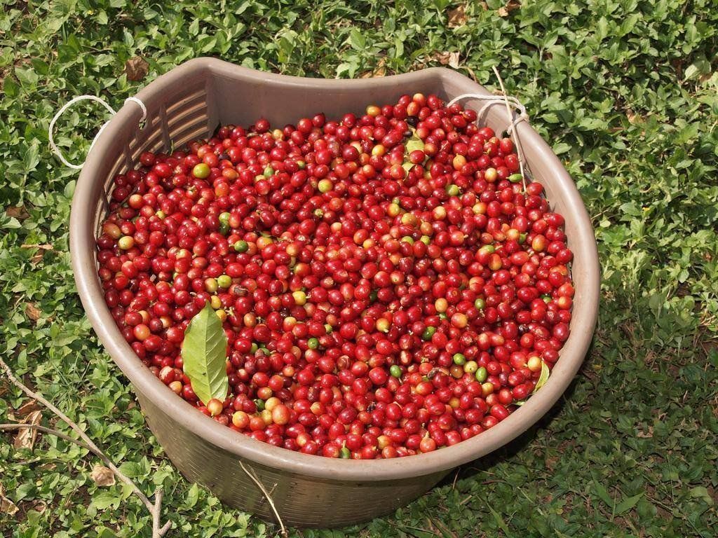 Jamaican Blue Mountain Coffee Beans Dark Roasted Daily 10 Pounds 1 Pound Bags