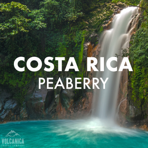 COSTA RICAN TARRAZU COFFEE BEANS PEABERRY FRESH ROASTED MEDIUM 2 X 1 POUND BAGS