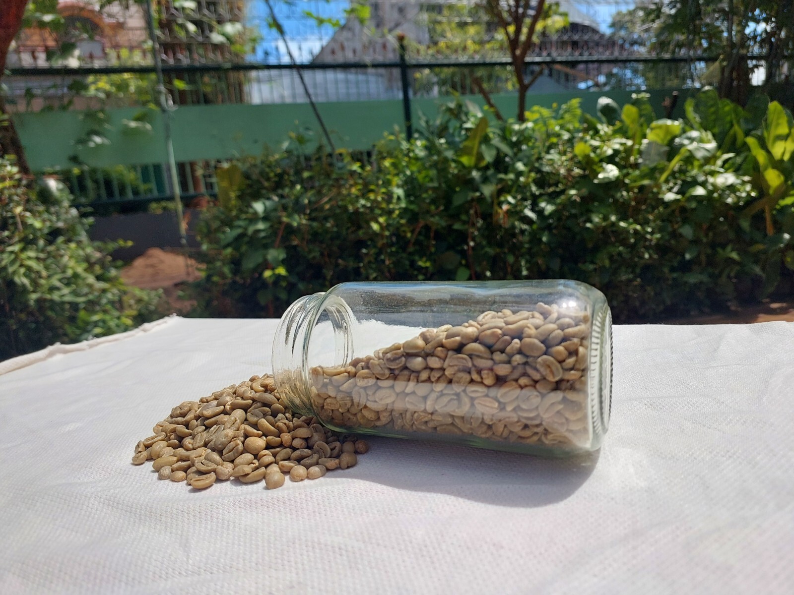 10 lb, le Cafe de Bondowoso – Arabica Coffee