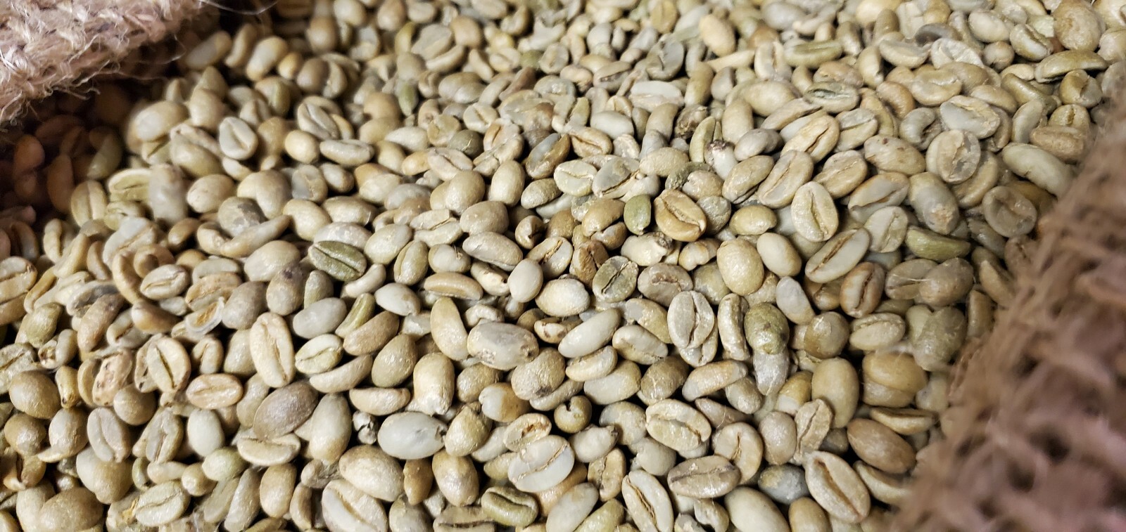 5 LBS ETHIOPIAN ETHIOPIA LEKEMPTI GREEN UNROASTED COFFEE BEANS – ARABICA