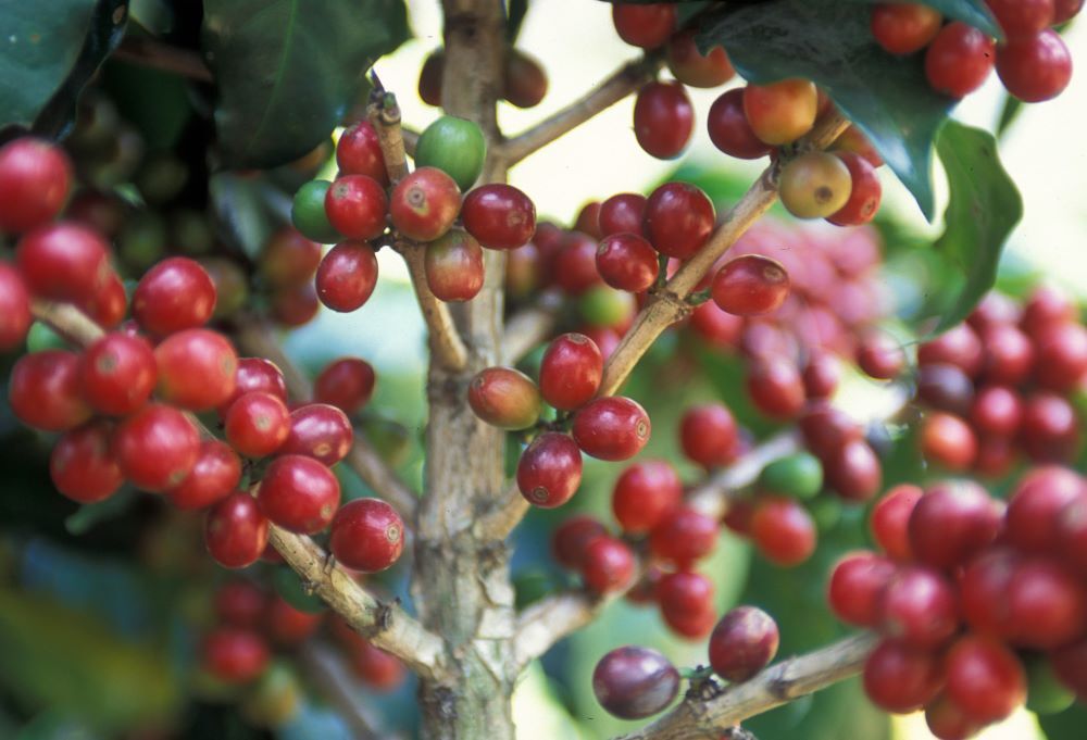 8oz/5lb – Guatemala Antigua – Central America – Fresh Roasted To Order Coffee