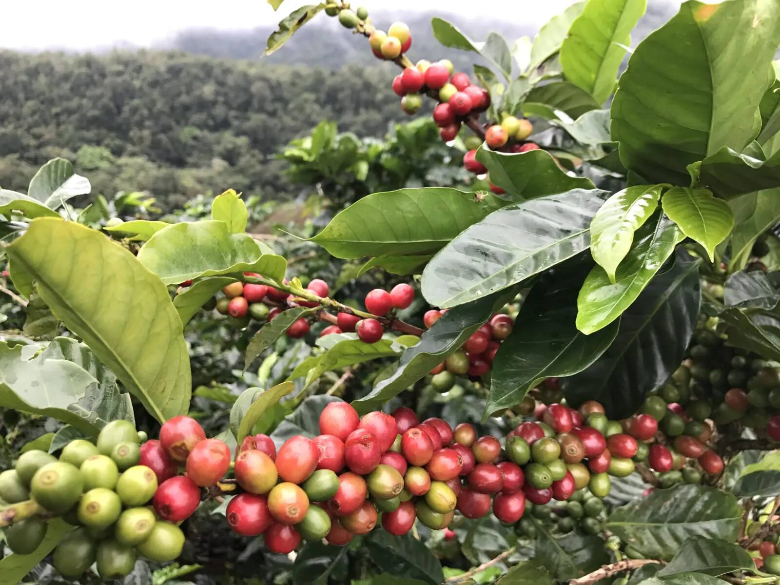 Coffee Beans Sumatra SHB Roasted Medium Daily 2 Bags 1 Pound Each