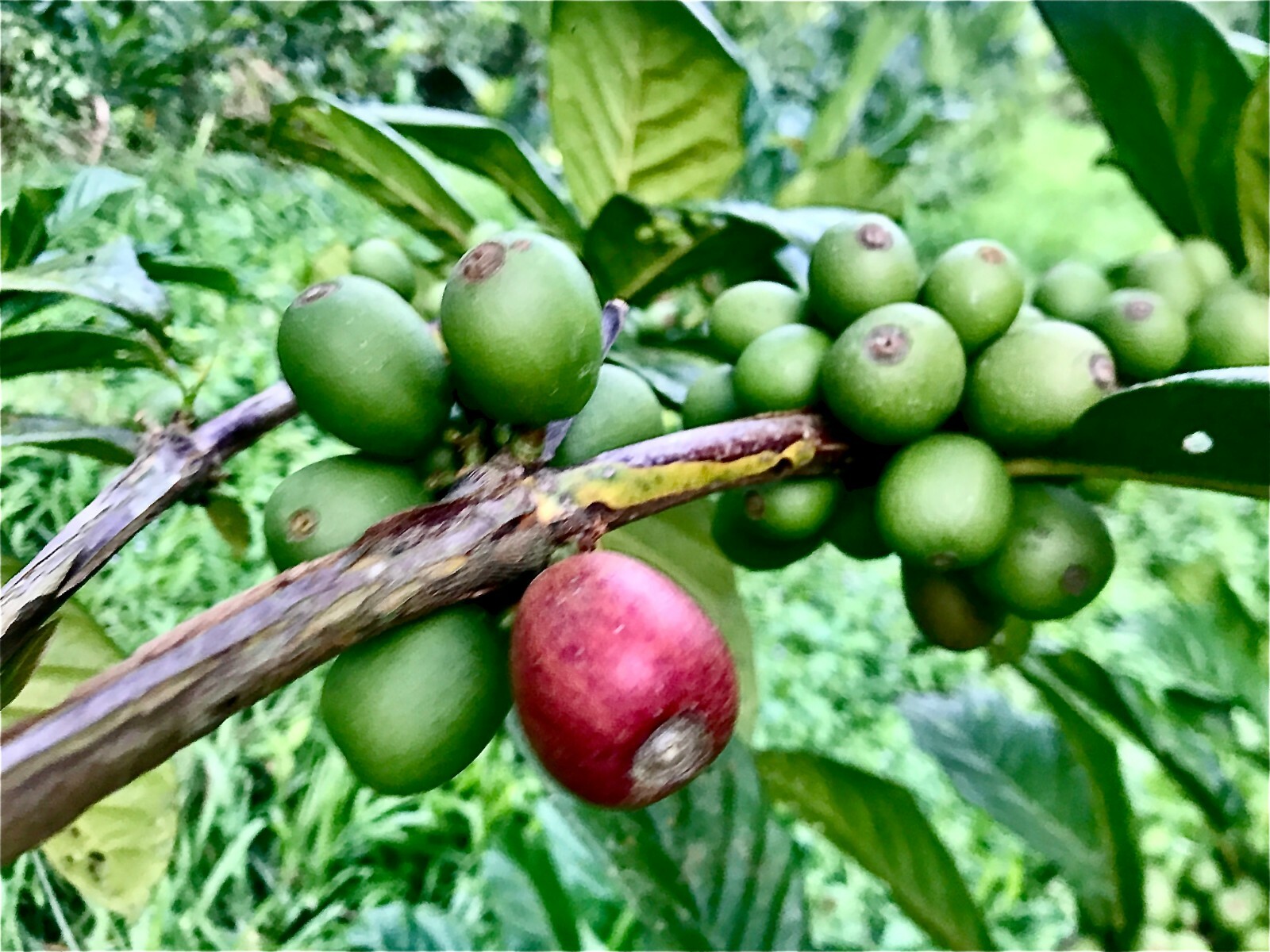 Single Origin Specialty Liberica Natural Process Bagan Ningrat