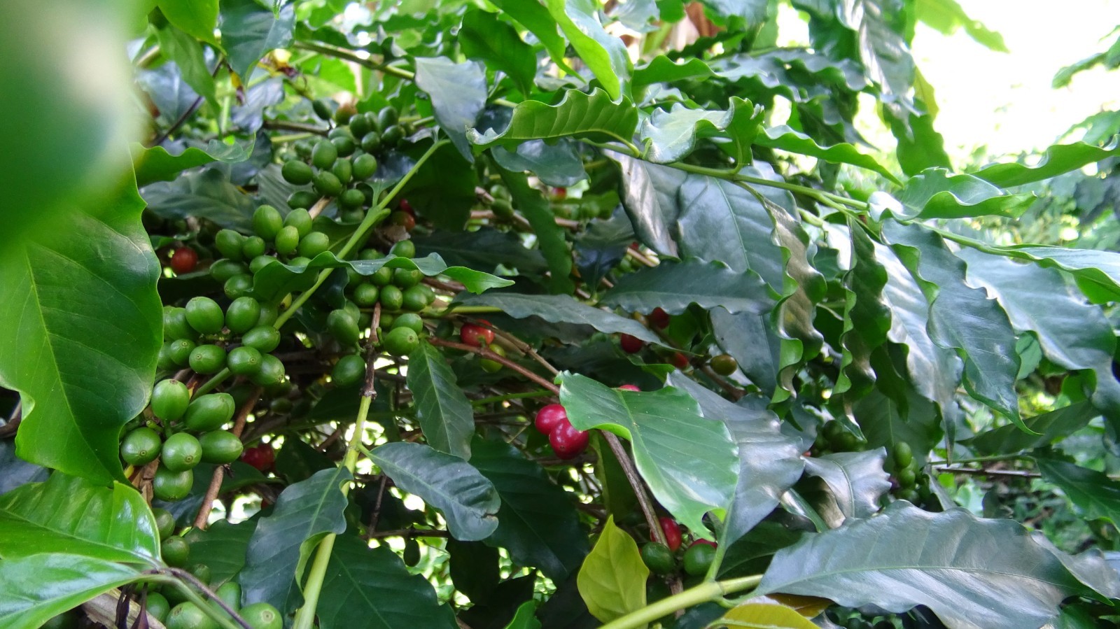 100% Jamaican Blue Mountain Coffee 16oz (1lb) – Roasted & Ground – Medium Roast
