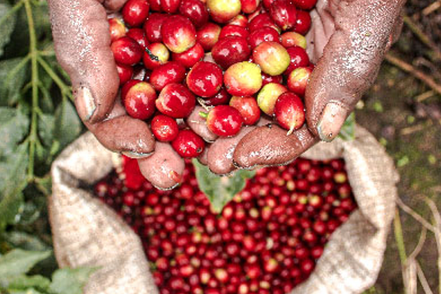 8oz/5lb – Tanzania Peaberry – African – Premium Fresh Roasted To Order Coffee