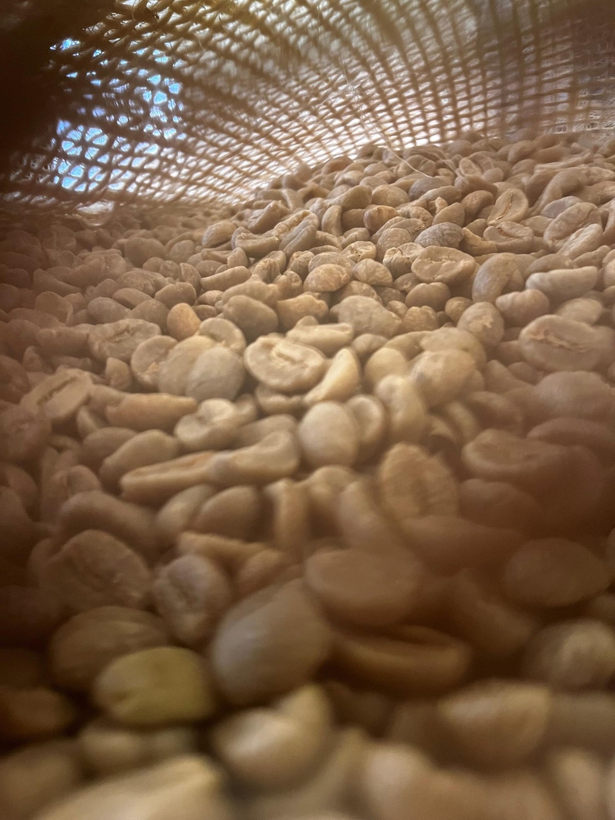 Lola Savannah Texas Pecan Whole Bean Coffee – Gourmet Arabica Beans Blended with