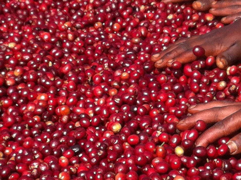 8oz/5lb – Ethiopia Harrar – Africa – Premium Fresh Roasted To Order Coffee