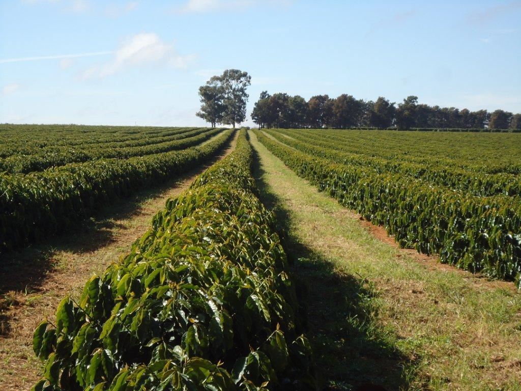 Brazil Cerrado Coffee Beans – Fresh Roasted to Order
