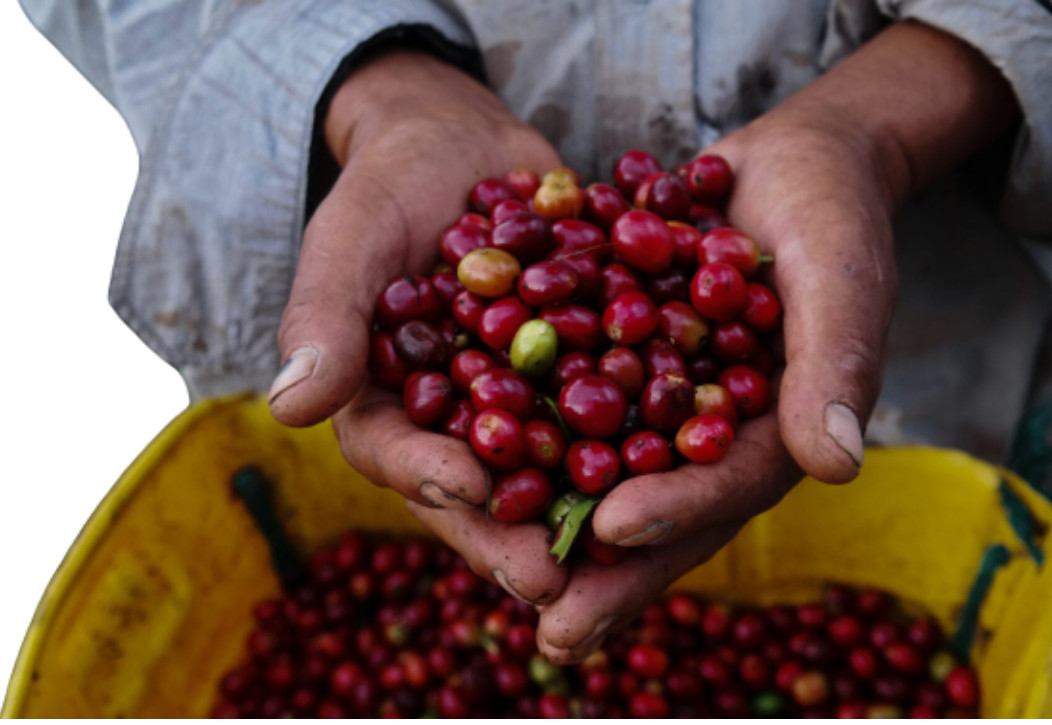 Ceylon 100% Pure Organic Natural Arabica Coffee Been Black Roasted Unroasted