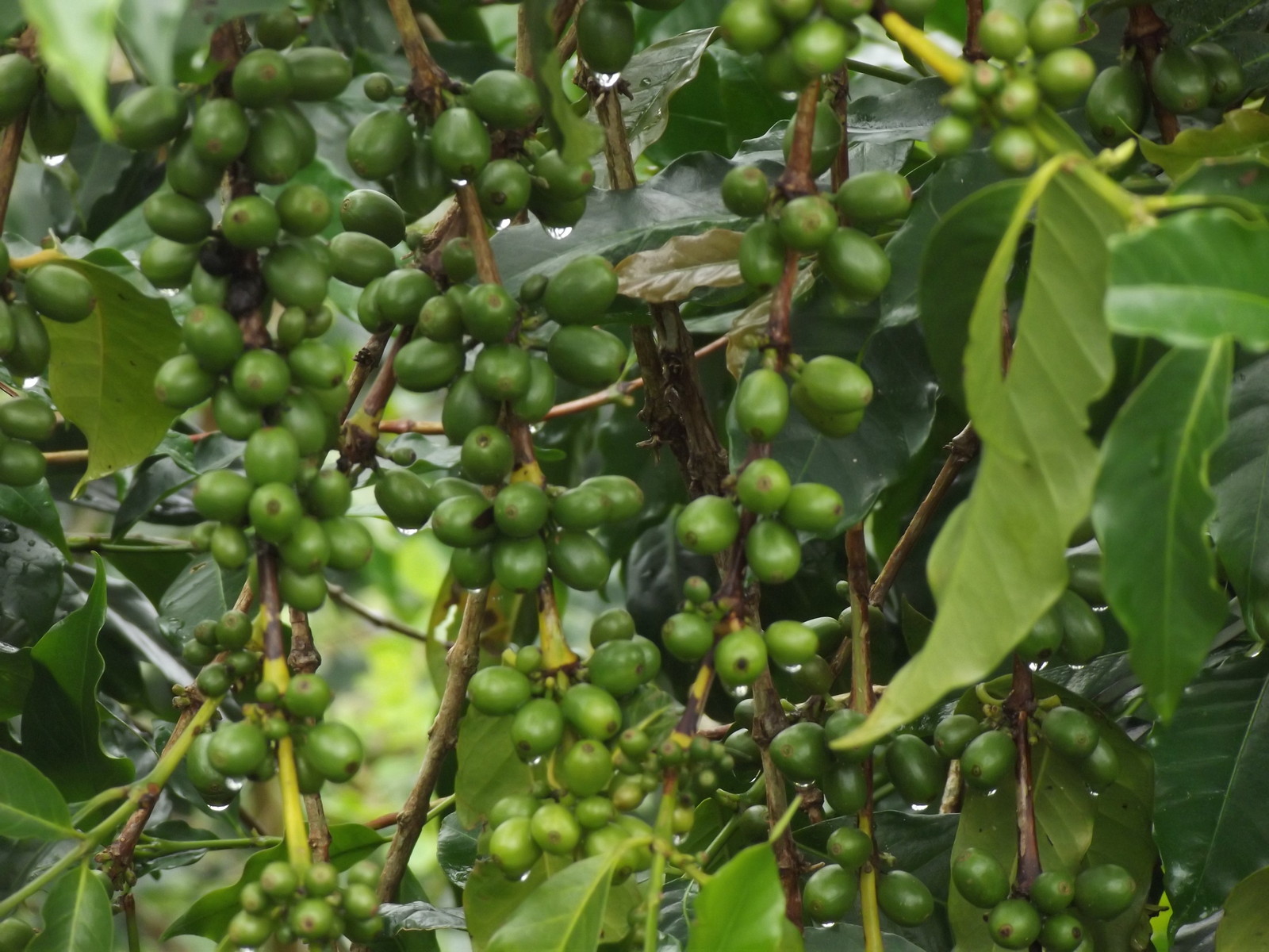 Lavanta Coffee Sumatra Gayo Mountain Mandheling Green or Roasted Coffee