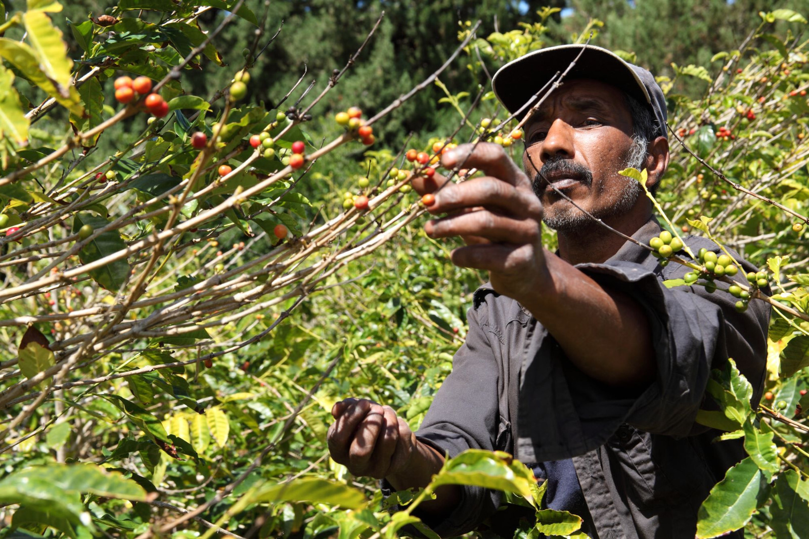 8oz/5lb – Ethiopia Sidamo – African – Premium Fresh Roasted To Order Coffee