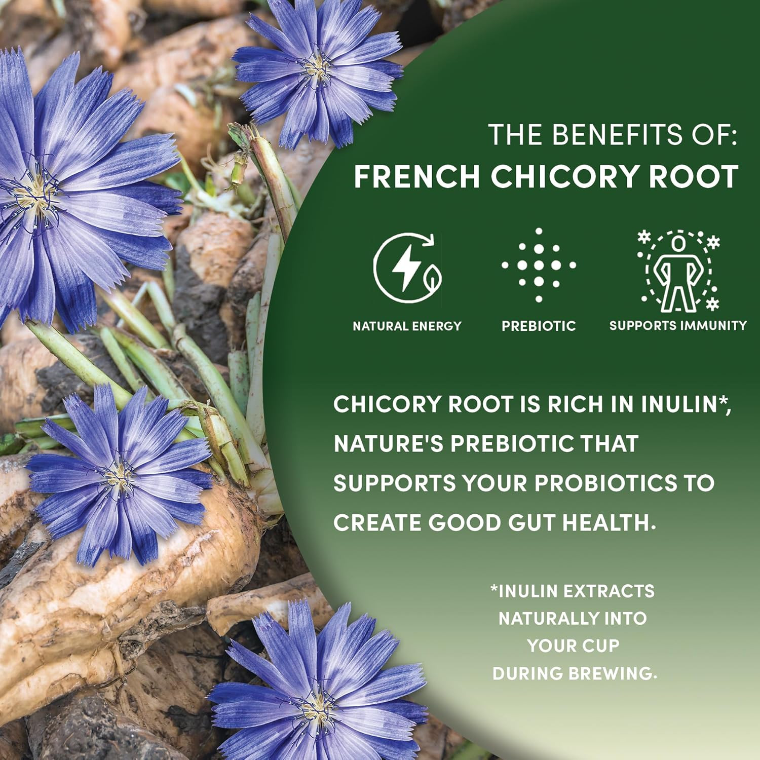 Organic French Chicory Root, 1 Pound – Brew like Coffee, Blend Roasted Chicory R