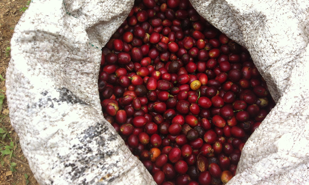 Guatemalan Huehuetenango Coffee Beans Medium Roasted 2 Pounds