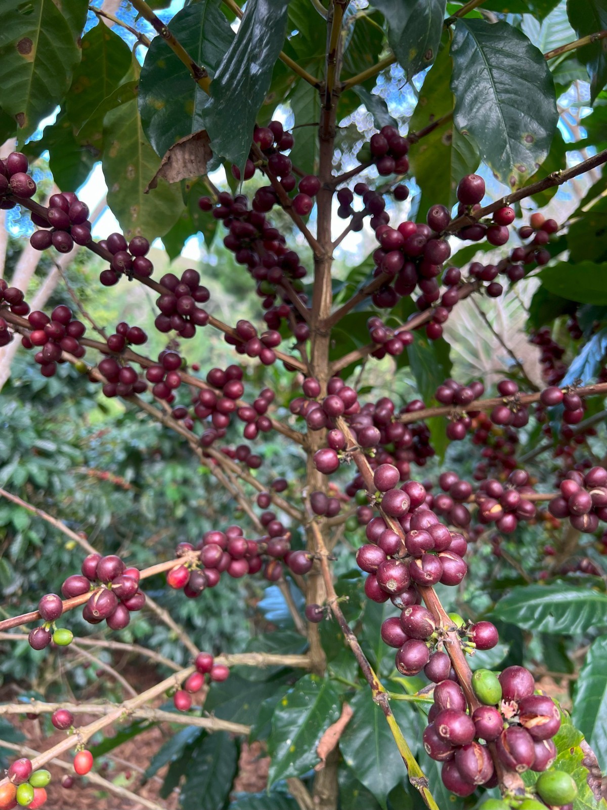 3 LB Peru Organically Grown Green Coffee Beans – Unroasted Peruvian Arabica