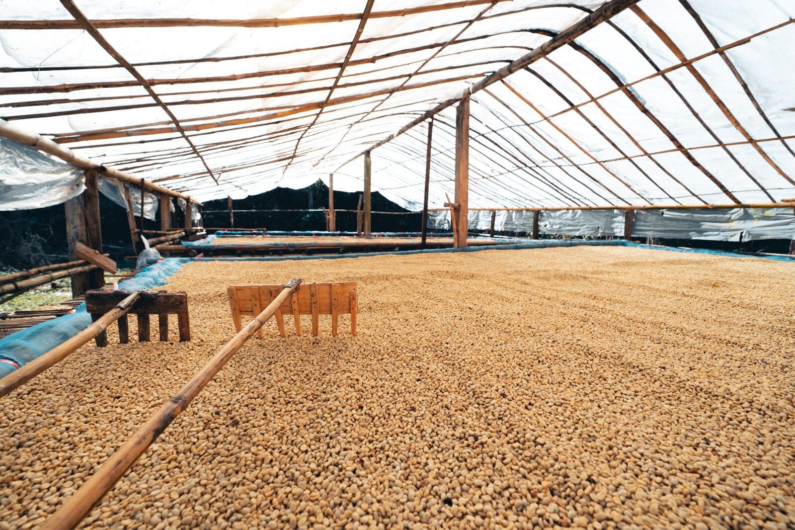 Fresh Roasted 100% Brazilian Cerrado Arabica Coffee 12 Oz Whole Bean or Ground