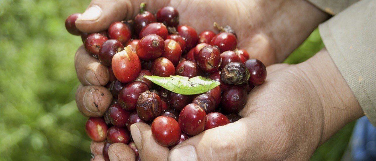 1/2 lb Certified 100% Kona (Hawaii) Coffee—Freshly Roasted To Order!