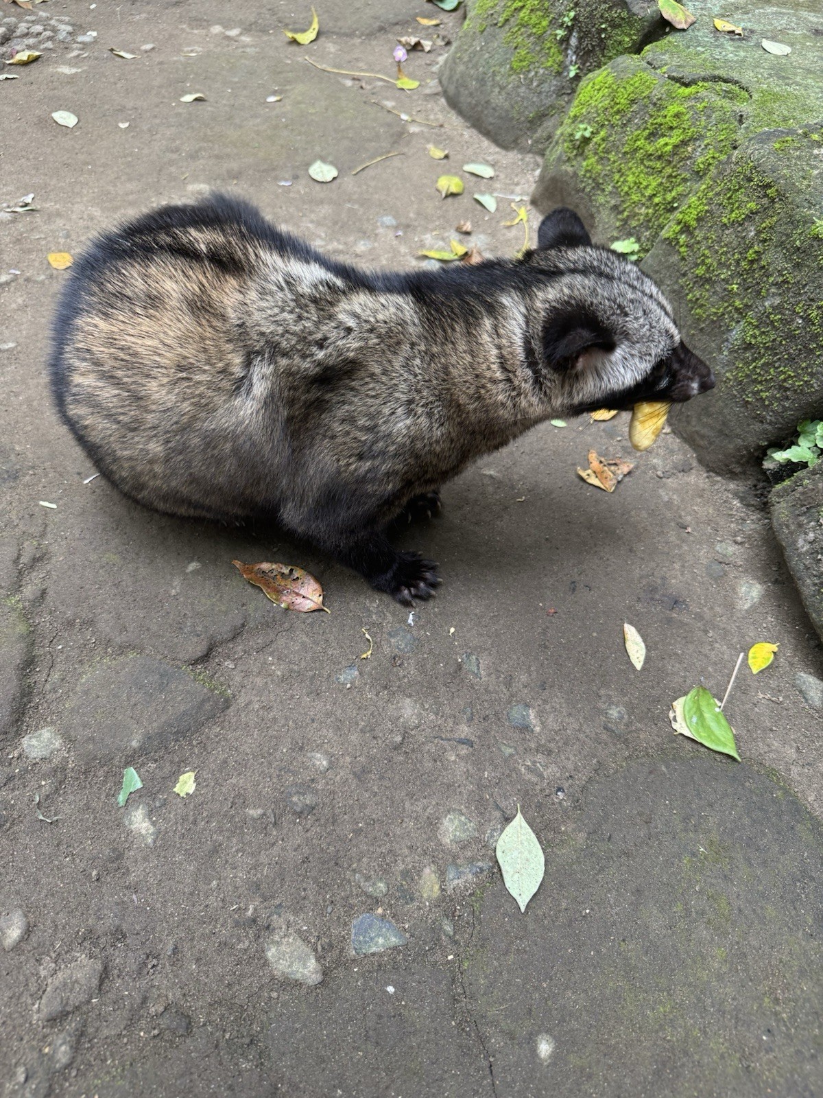 1 lb 100% Certified Wild Kopi Luwak—Freshly Roasted To Order! READ DESCRIPTION!!