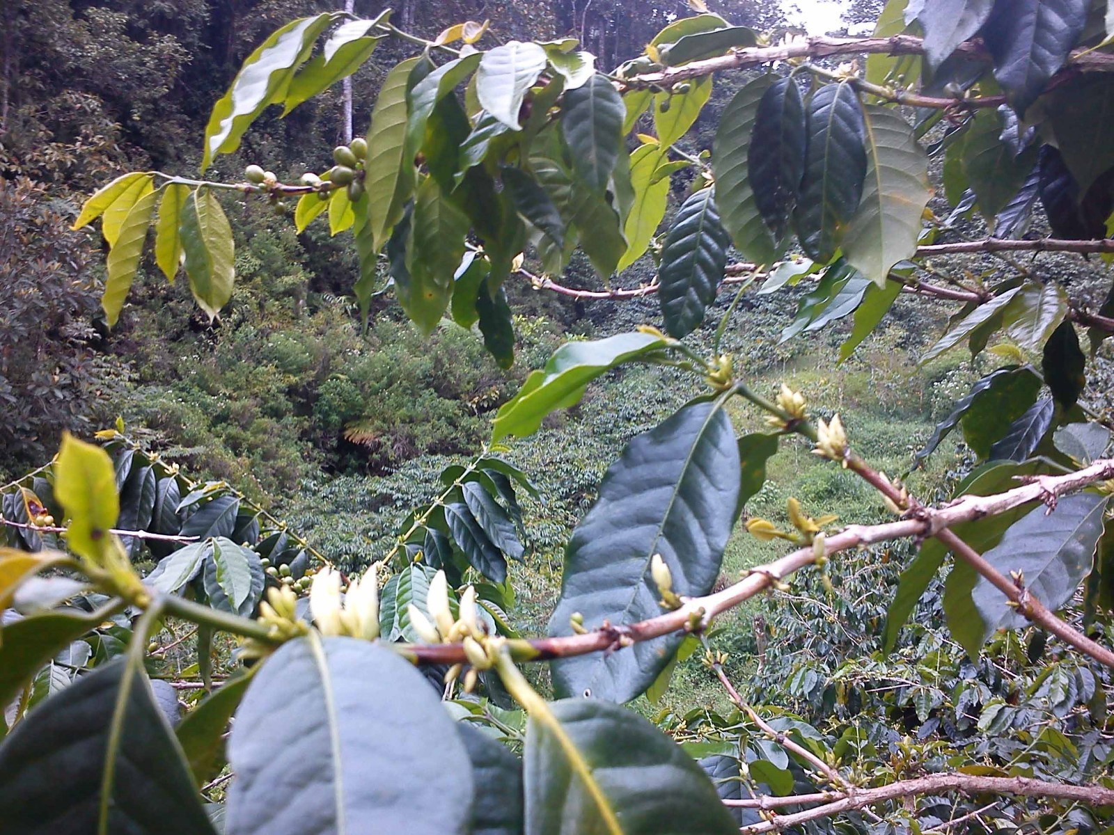 Lavanta Coffee Sulawesi Toraja White Eagle Green or Roasted Coffee