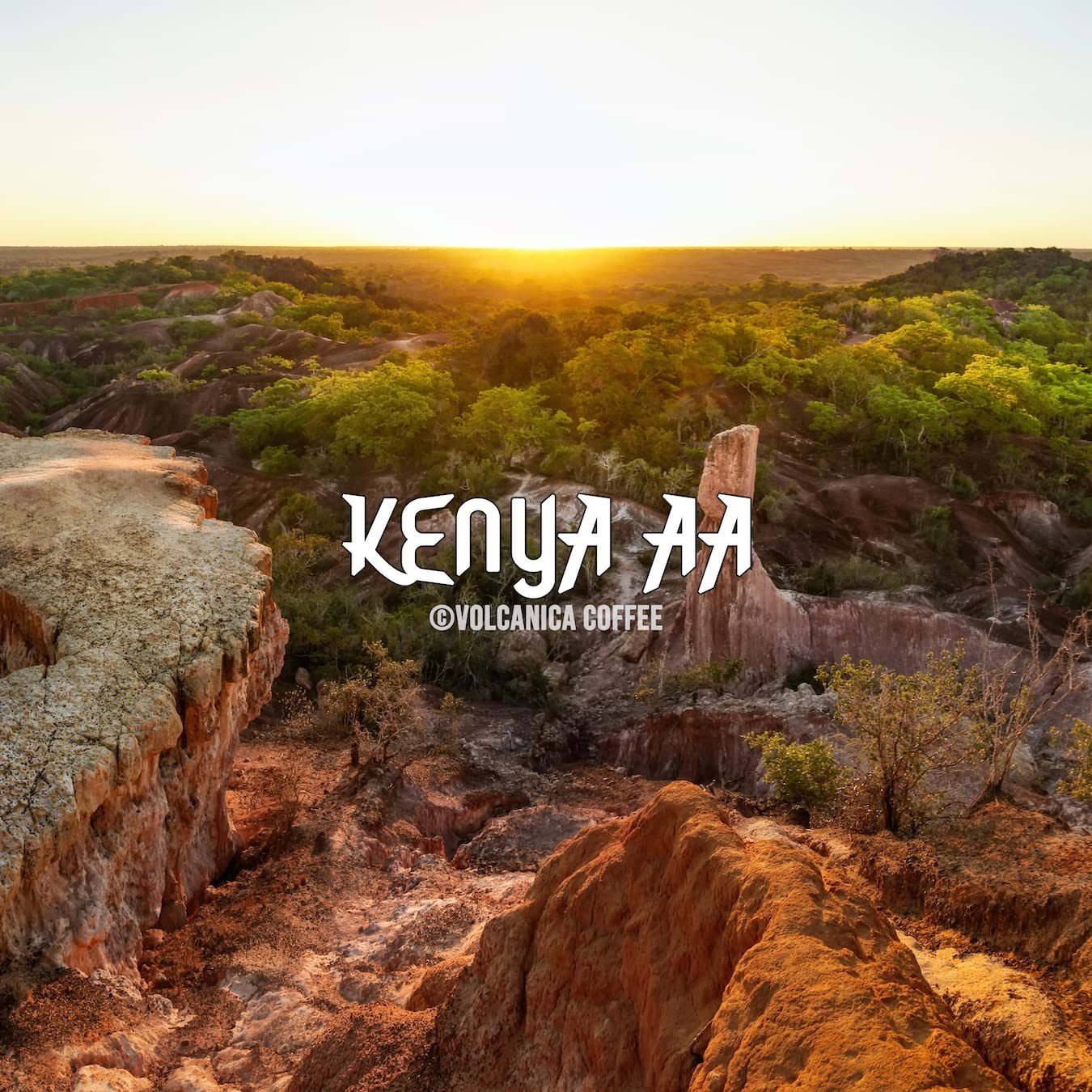 16oz Ground Kenya AA Coffee – Medium Roast with Flavors of Fresh-cut Redwood