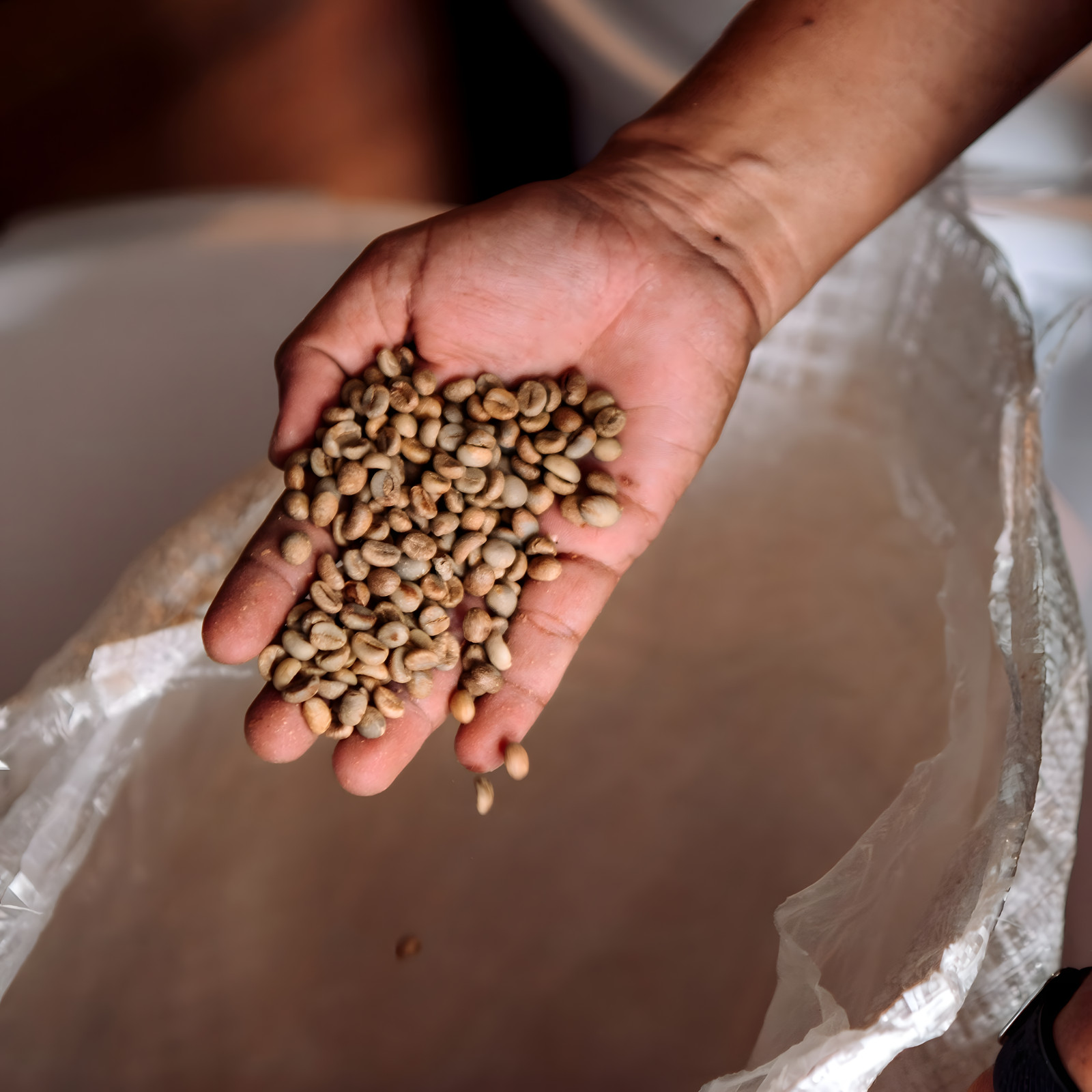 Honduras Copan Specialty Coffee Beans, Fresh Weekly Roasted, 16 oz