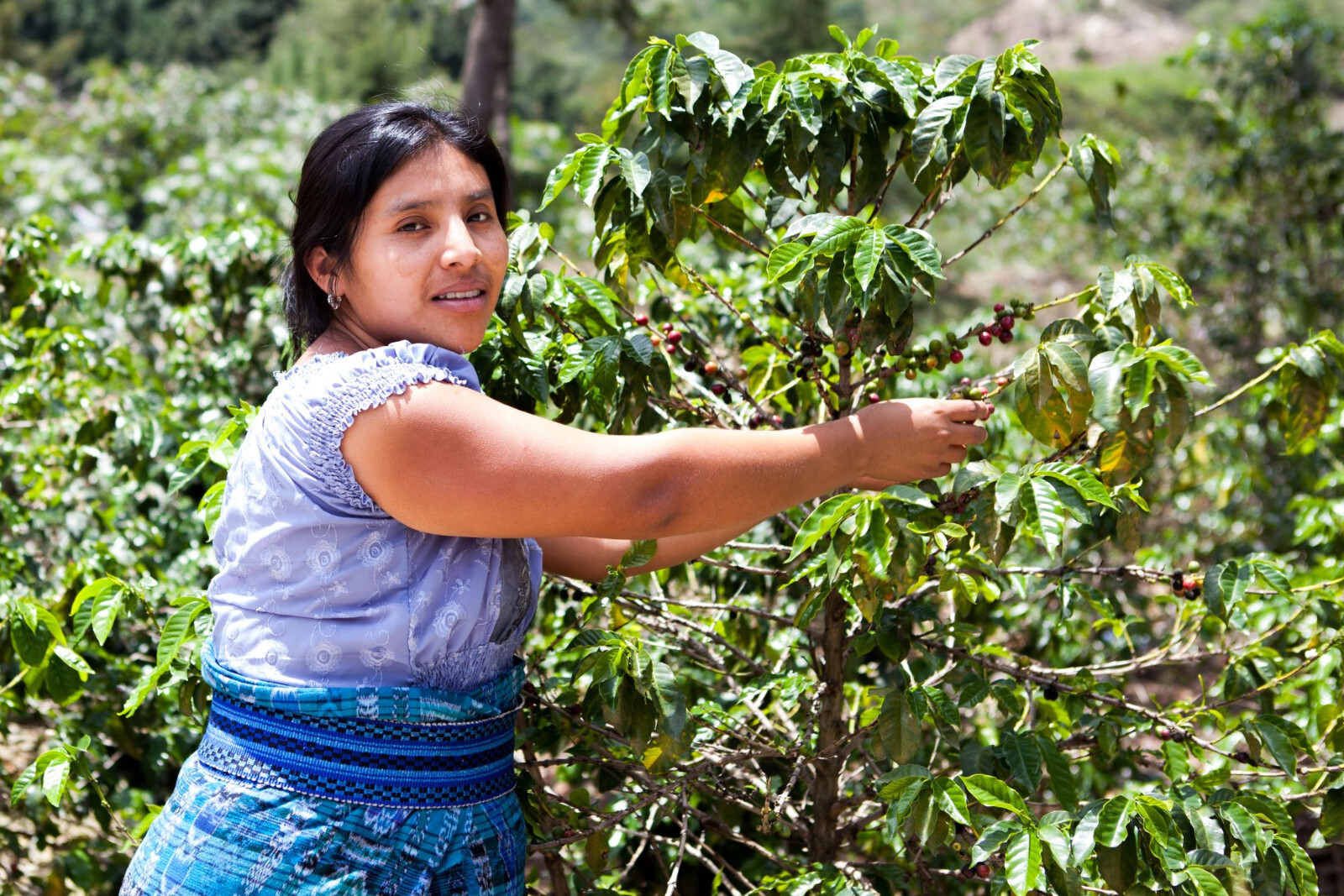 2lb/40lb – Costa Rica Tarrazu – Specialty Grade – Unroasted Green Coffee Beans