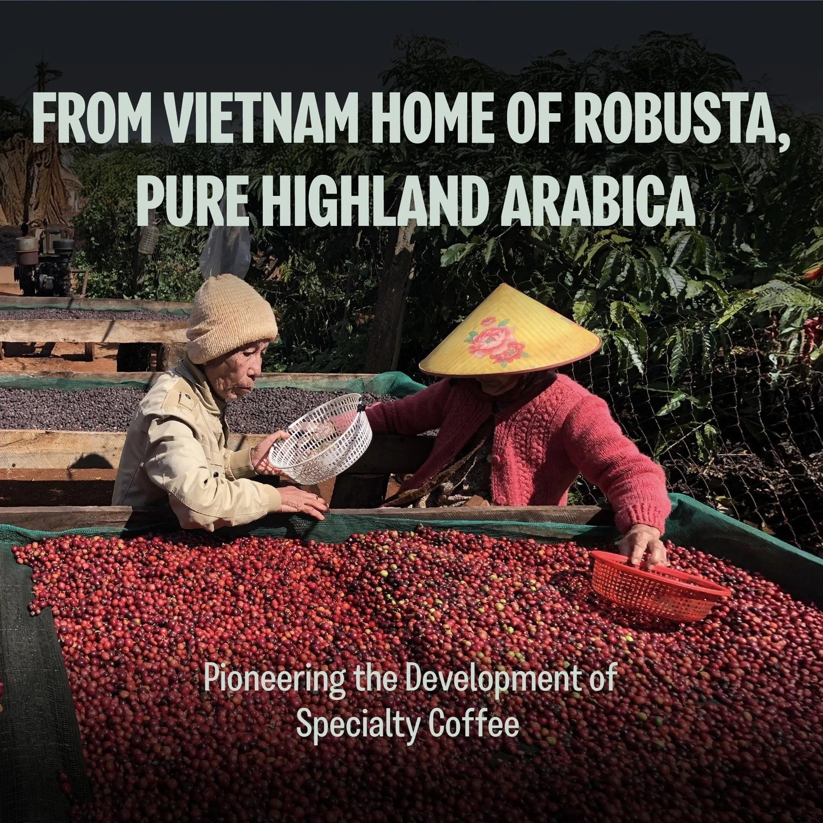 BAZAN COFFEE – Special Vietnamese Blend, Robusta Arabica, Medium Roast Groun…