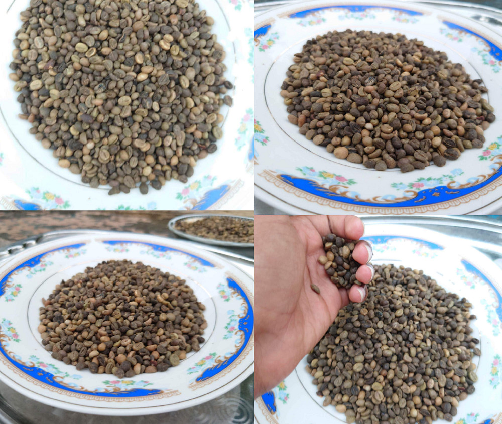 Ceylon Black Coffee Seed Pure Natural Fresh Sun Dried Beans 100% High Quality