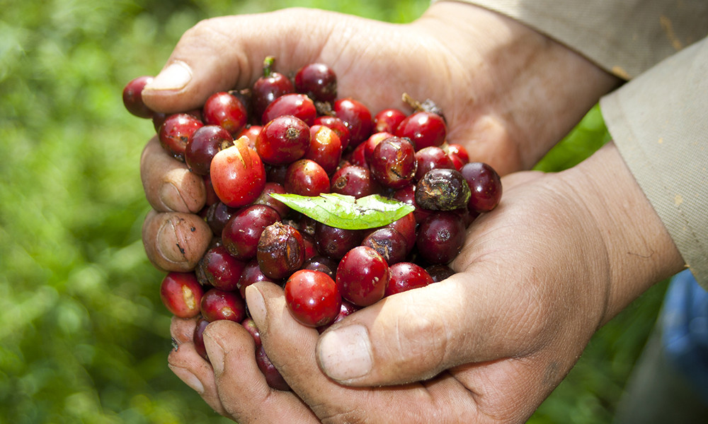 Kenya Karani Peaberry Coffee Beans Fresh Roasted Medium Daily 2 X 1 Pound Bags