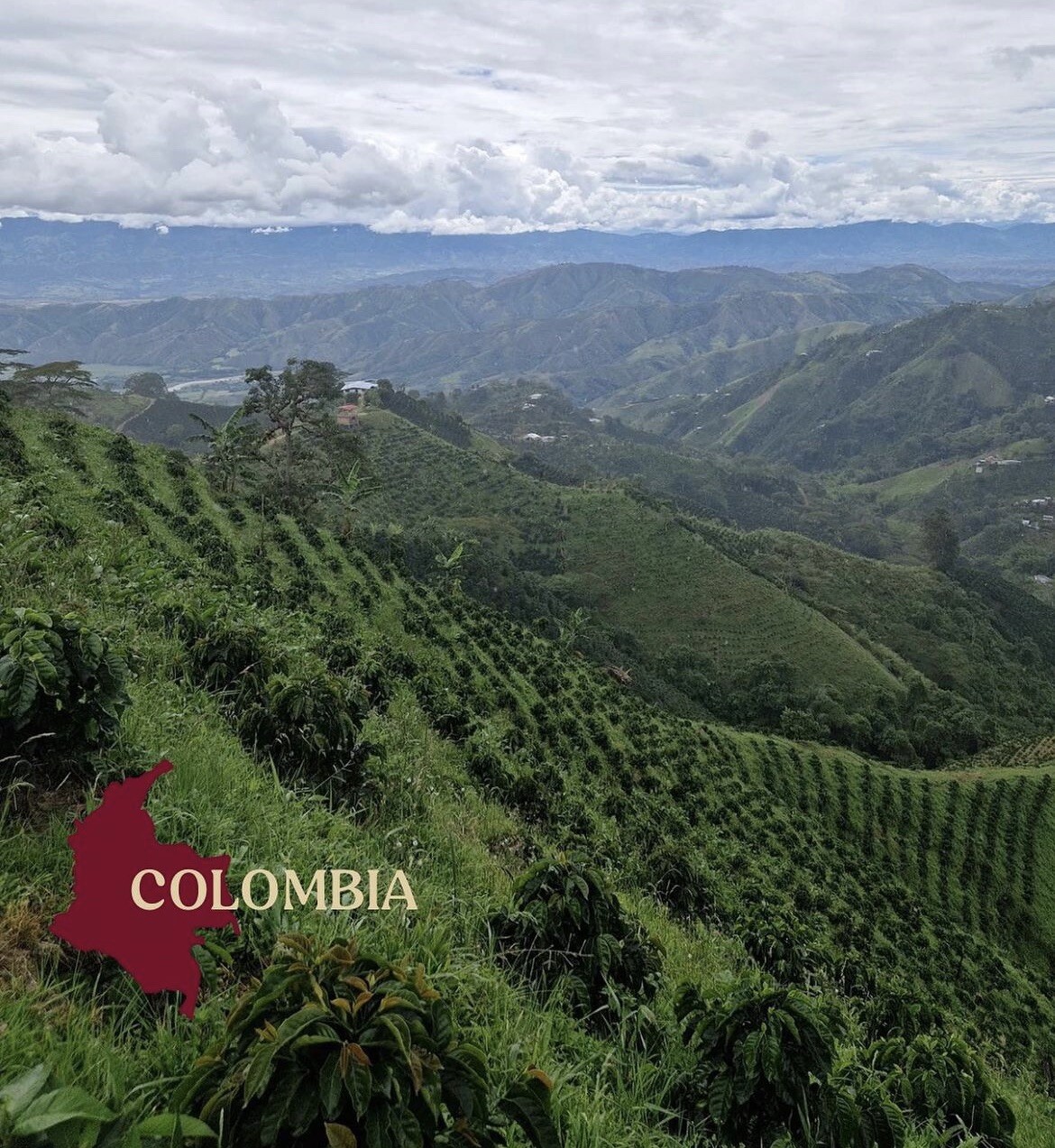 COLOMBIAN PROANOW COFFEE BEANS MEDIUM ROASTED 5 POUNDS