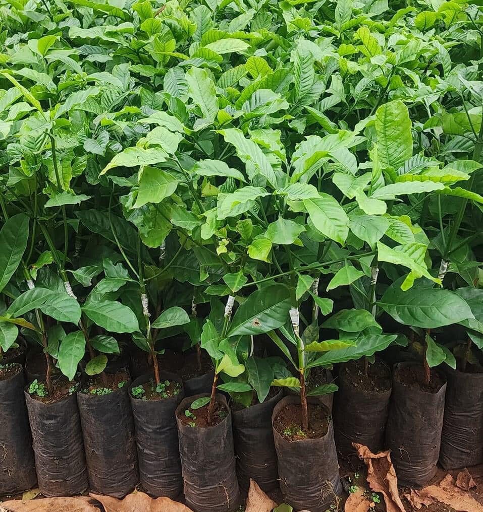 Vietnamese Dwarf Green Coffee Seeds – 1000 Coffee Robusta Truong Son TS5 Seeds