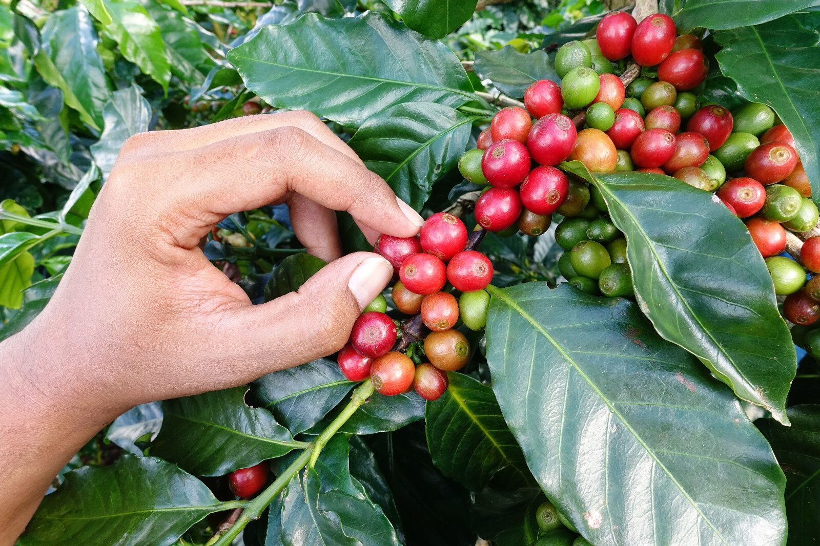 8oz/5lb – Nicaragua – Central America – Fresh Roasted To Order Coffee