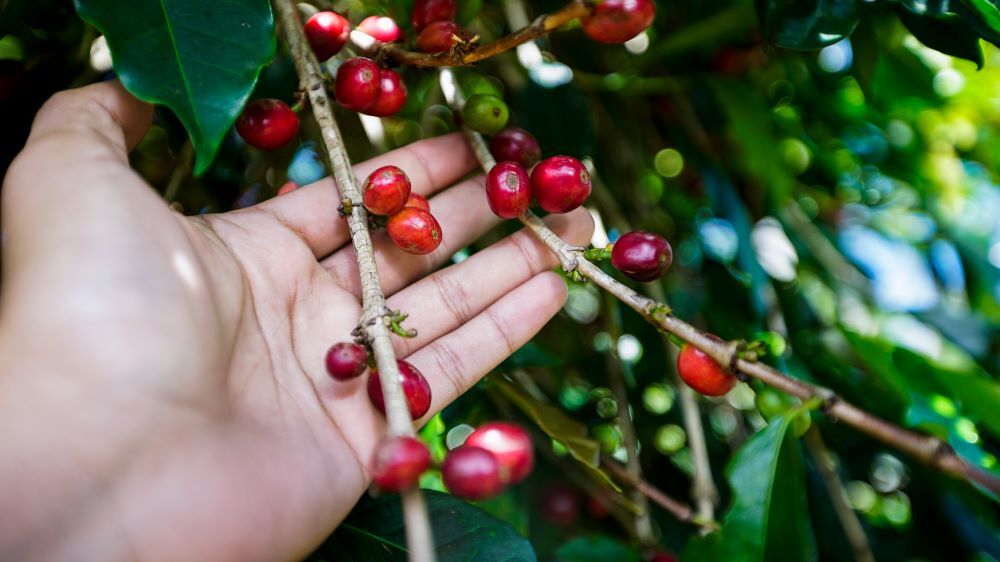 2lb/40lb – Sumatra – Specialty Grade – Premium Unroasted Green Coffee Beans