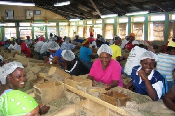 100% Jamaican Blue Mountain Coffee Beans Medium Roasted 1 Pound Bag