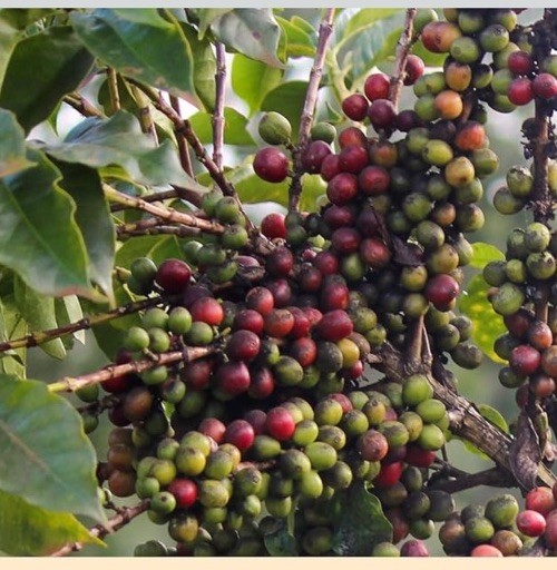 1/2 lb Certified 100% Peaberry (Tanzania) Coffee—Freshly Roasted To Order!