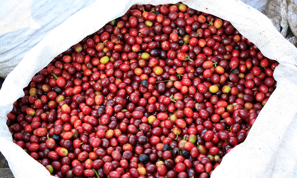 Sumatra Dark Roasted Coffee Beans 5 Pounds
