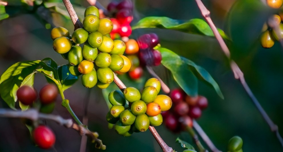 5 lb green unroasted coffee beans Ethiopian natural process