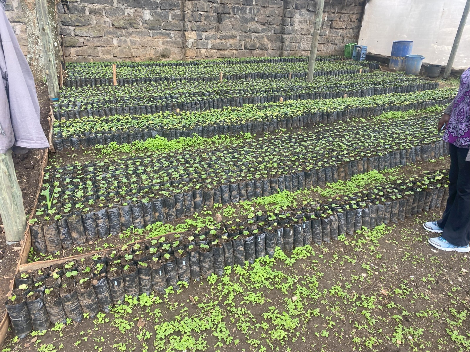 1Lb Kenya AA Coffee Superior Grade