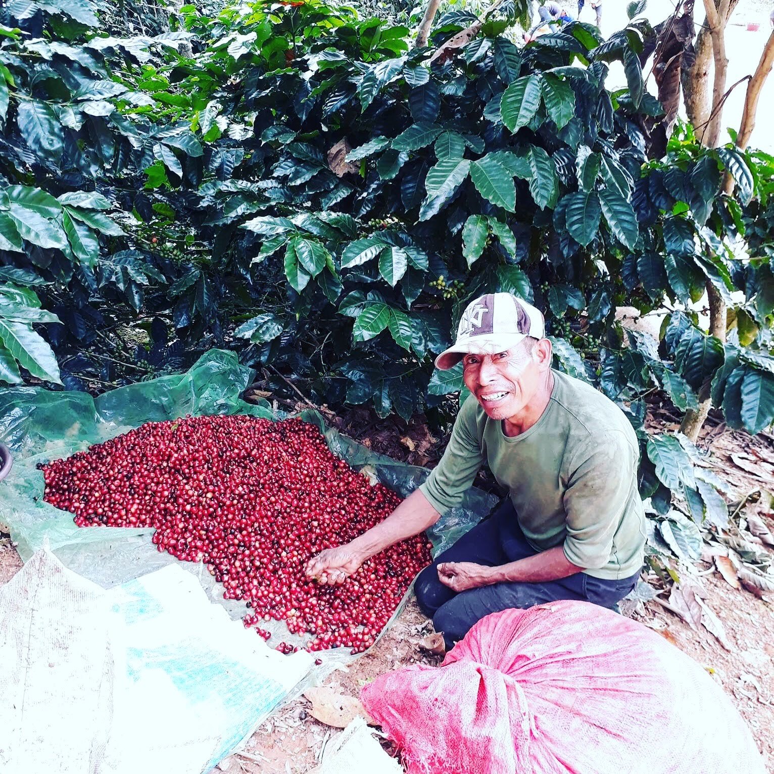 Guatemala Premium Green Coffee Beans Raw Unroasted Specialty Grade