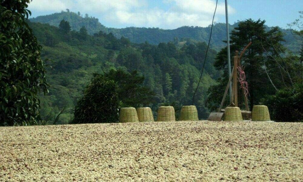 100% Jamaican Blue Mountain Coffee Beans Dark Roasted Daily 2 to 10 Pounds