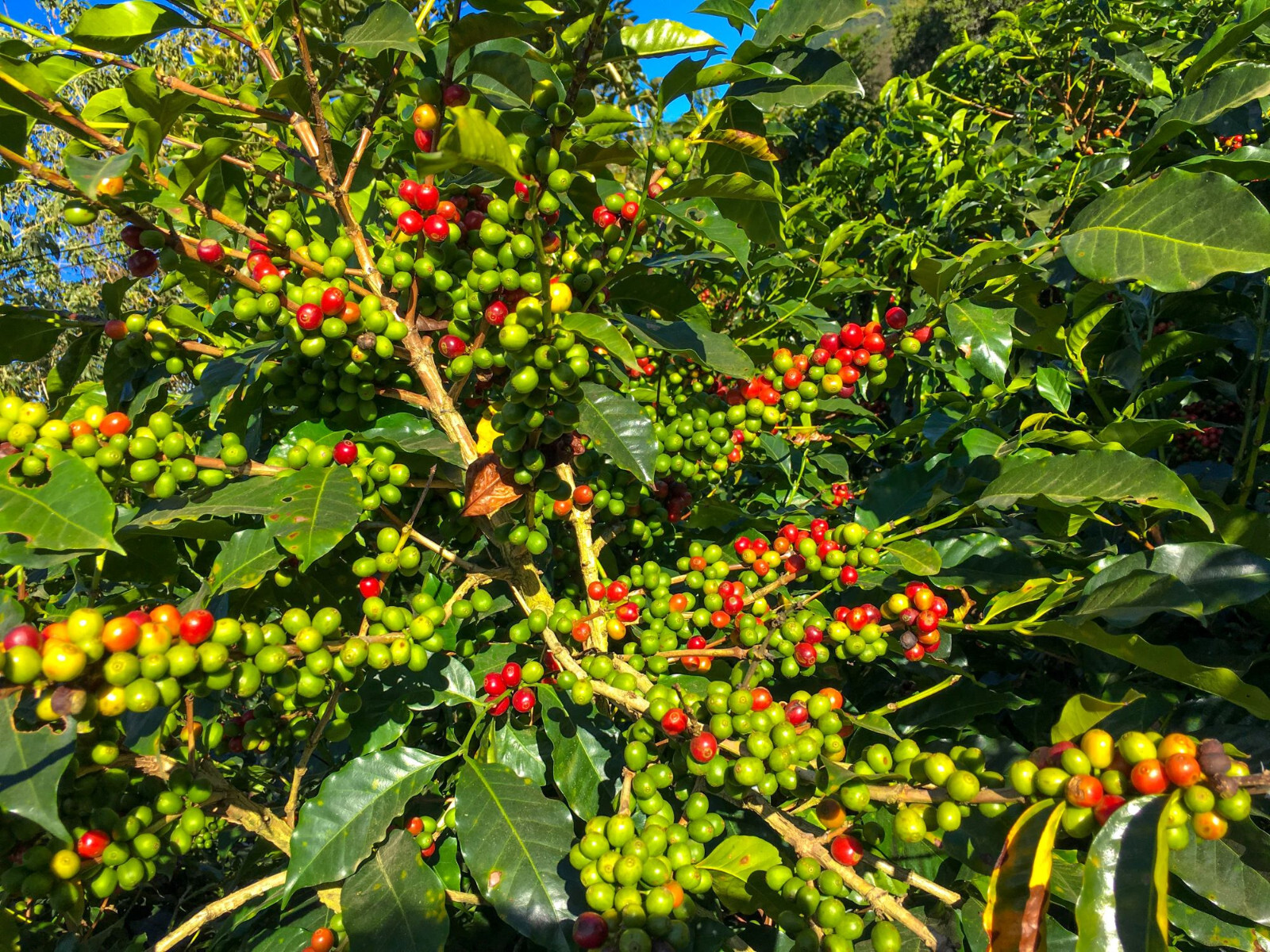 2lb/40lb – Rwanda – Specialty Grade – Premium Unroasted Green Coffee Beans