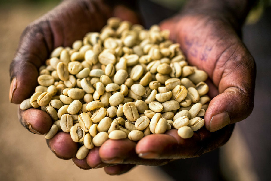 5 LBS ETHIOPIAN ETHIOPIA LEKEMPTI GREEN UNROASTED COFFEE BEANS – ARABICA